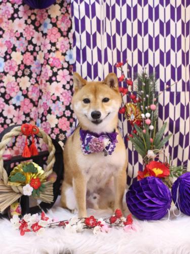 20250115茶々丸くん